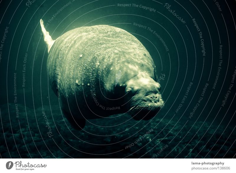 1 Tonne Leichtigkeit Seelöwe Robben Ohrenrobben Seehund tauchen gleiten Schweben Wal atmen Luftblase Meer Gewässer Meeresboden Erholung genießen träumen