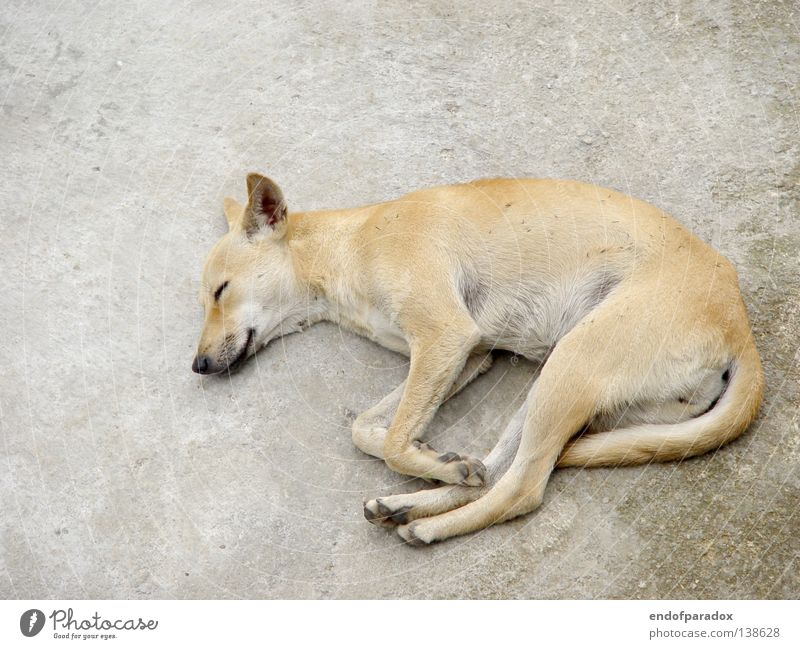 hund schlafen Siesta Halbschlaf Pause zurückziehen Hund Tier Haustier Mischling schäbig verfallen dreckig Beton weiß grau Asien Säugetier Langeweile Frieden