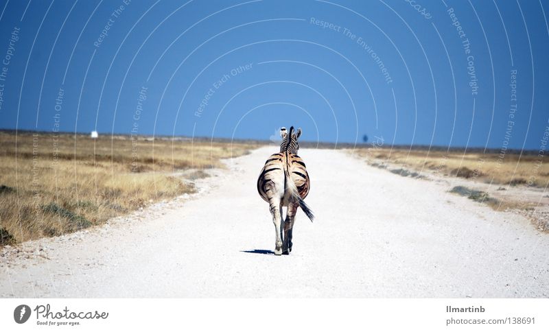 alone Zebra Afrika Steppe Tier Zebrastreifen gestreift Muster Einsamkeit Tod Wege & Pfade Wüste Landschaft