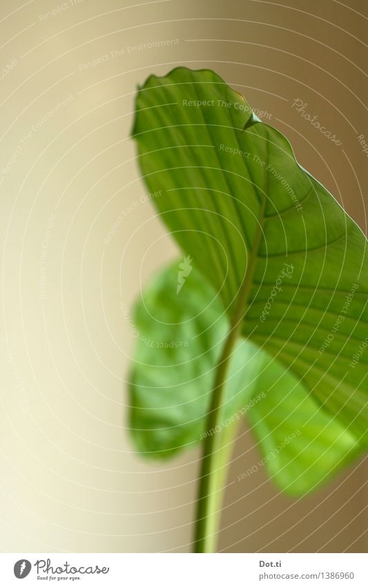 Elefantenohr Pflanze Grünpflanze Topfpflanze exotisch grün Natur Blatt Blattadern Zimmerpflanze tropisch Farbfoto Innenaufnahme Nahaufnahme Menschenleer