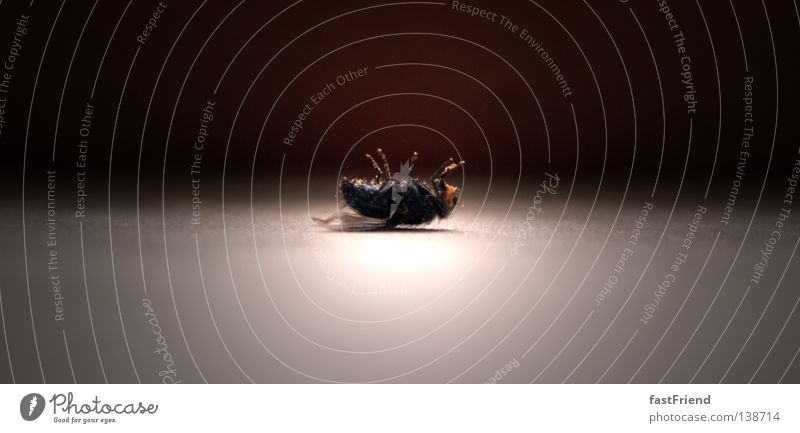 Todesursache: unbekannt Licht Insekt kalt frei bewegungslos Vergänglichkeit Fliege Flügel Beine aufbahren aufgebahrt vorbereitet Rücken Regung zappeln Mord