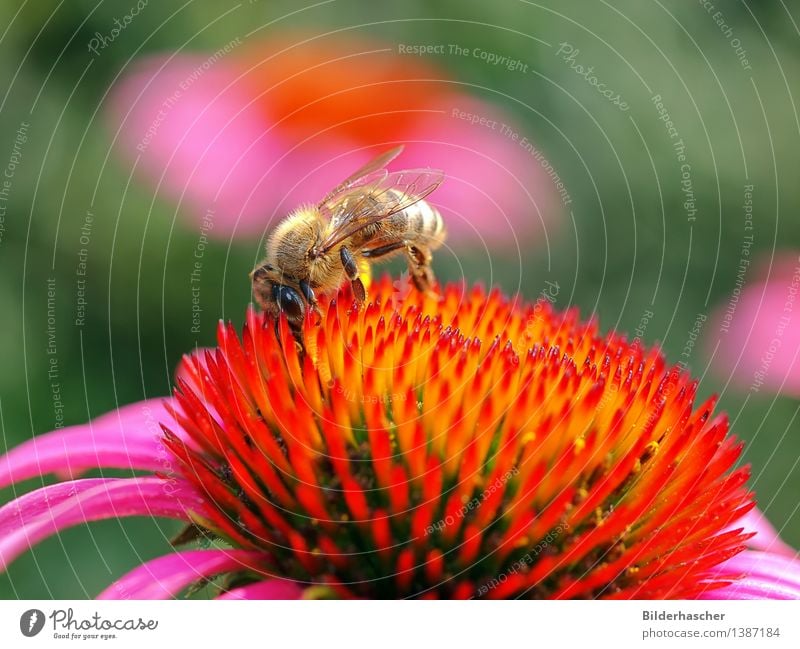 Bienchen Biene Honigbiene Insekt Pollen Fluginsekt Wildtier Sonnenhut bestäuben Detailaufnahme fleißig Makroaufnahme Nahaufnahme Natur ansammeln Blume Blüte