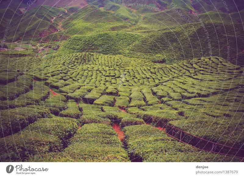 Tea Field Natur Landschaft Sommer Klima Pflanze Feld Hügel Menschenleer Sehenswürdigkeit Blühend wandern Gesundheit schön grün Tee Farbfoto Außenaufnahme