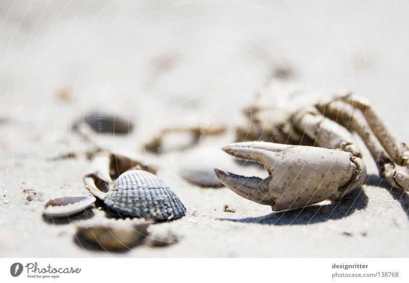 in Schönheit sterben Muschel Krabbe Zange Meer See Strand finden Fundstück Strandgut Leben Sammlung Tier Meeresfrüchte Spielen erinnern Erinnerung