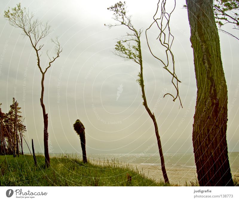 Weststrand Strand Darß Küste Umwelt Baum Buche Wiese Gras Meer ruhig Licht Gegenlicht Sehnsucht Fernweh Einsamkeit Menschenleer Farbe Sommer fischland-darß