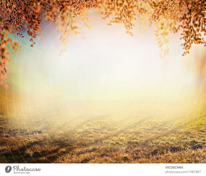 Herbst Natur Hintergrund ,verschwommen Stil Design Garten Pflanze Sonnenaufgang Sonnenuntergang Sonnenlicht Baum Gras Park Wiese weich gelb Hintergrundbild