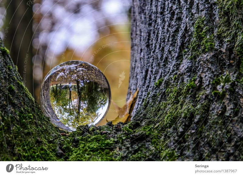 Blick durch die Kugel 1 Umwelt Natur Landschaft Pflanze Tier Sonnenlicht Schönes Wetter schlechtes Wetter Baum Sträucher Park Wald Fernglas Glas beobachten