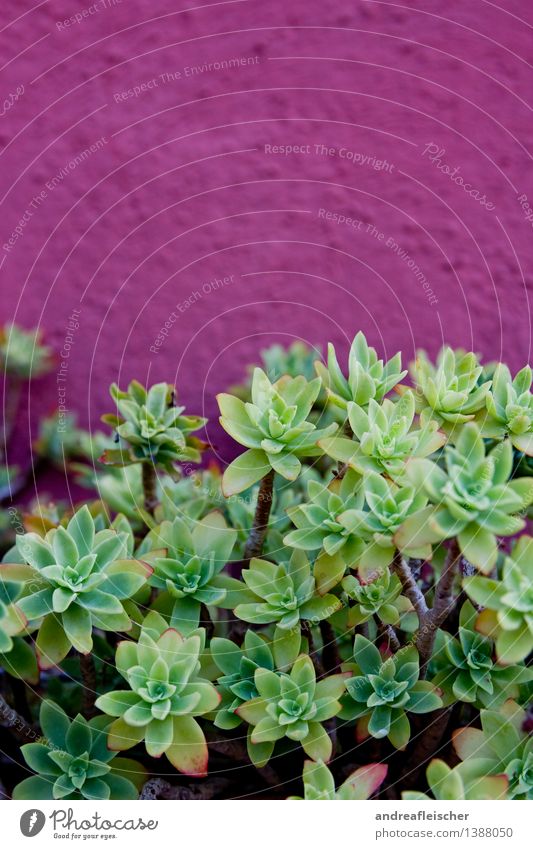 Sukkulenten Natur Pflanze Sommer Kaktus exotisch Garten Leben Wand Topfpflanze Wachstum grün rosa purpur Strukturen & Formen Spitze Farbfoto mehrfarbig