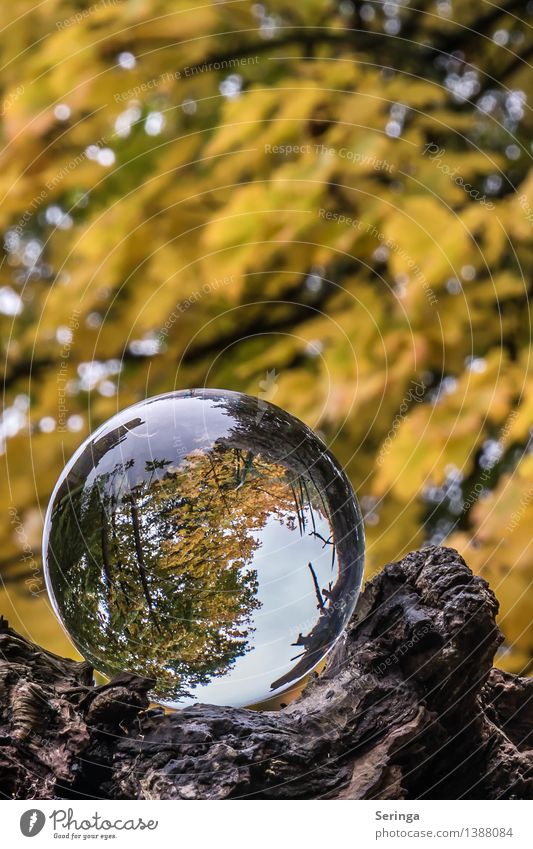 Blick durch die Kugel 4 Umwelt Natur Landschaft Pflanze Tier Herbst Baum Garten Park Wiese Wald Lupe Glas glänzend träumen Glaskugel Farbfoto Gedeckte Farben