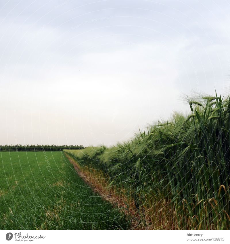 feldversuch Feld Landwirtschaft ökologisch Wiese Himmel Müsli Ernährung Wachstum gedeihen Sommer Korn Getreide Natur Bioprodukte field wheat corn Bauernhof sky