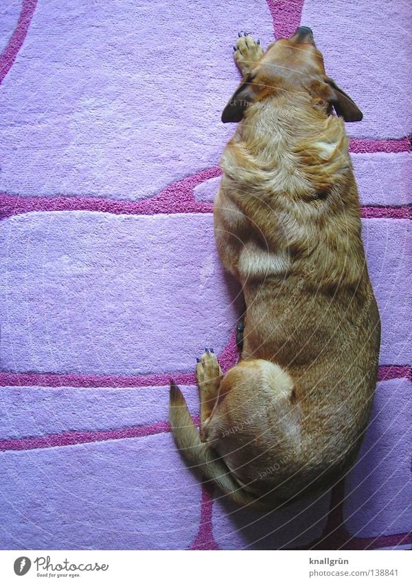 Da liegt was auf dem Teppich... Hund Zwergschnauzer Mischling braun beige rosa schlafen Müdigkeit Siesta Erholung Halbschlaf Mittagsschlaf Streifen Vertrauen