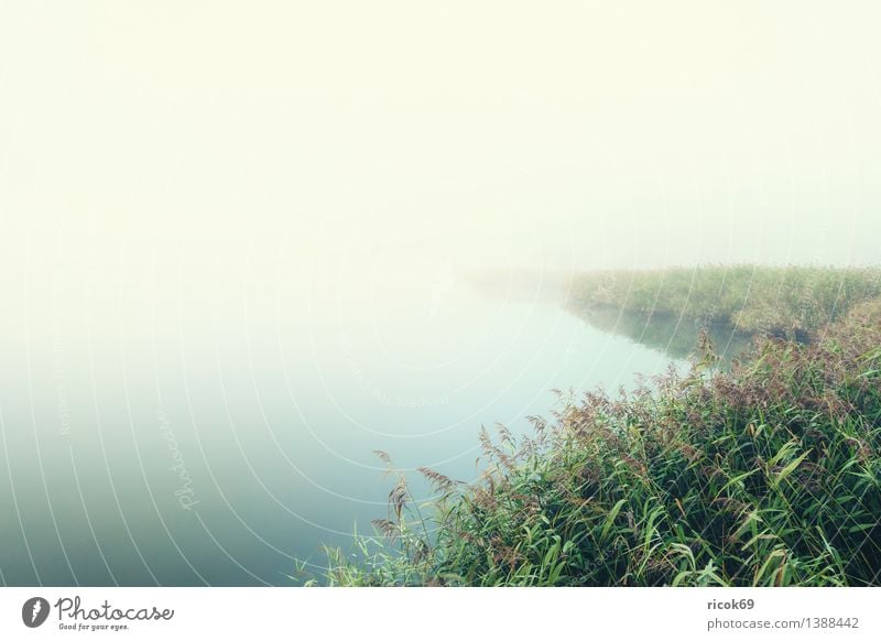 Nebel Natur Landschaft Pflanze Wasser Wetter Fluss grün ruhig Warnow Schilfrohr Ufer Rostock Mecklenburg-Vorpommern trüb Dunst Wasserpflanze Farbfoto
