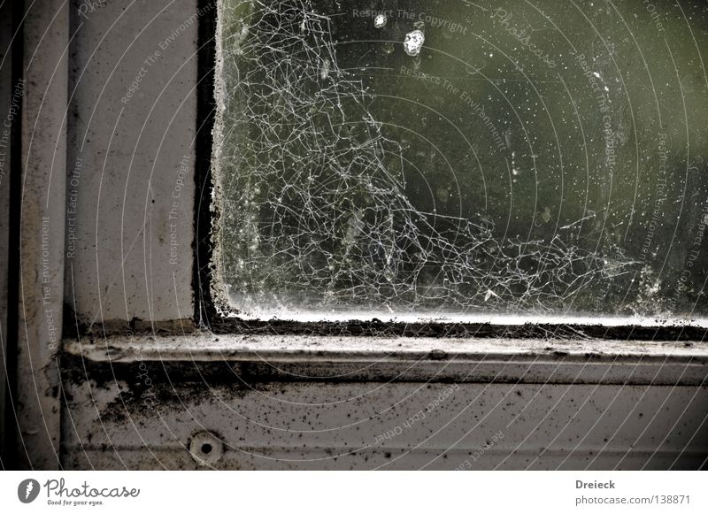 Bakteriell Fenster Bakterien dreckig Spinnennetz Staub Schädlinge Häusliches Leben Verkeimt Fensterscheibe Glas