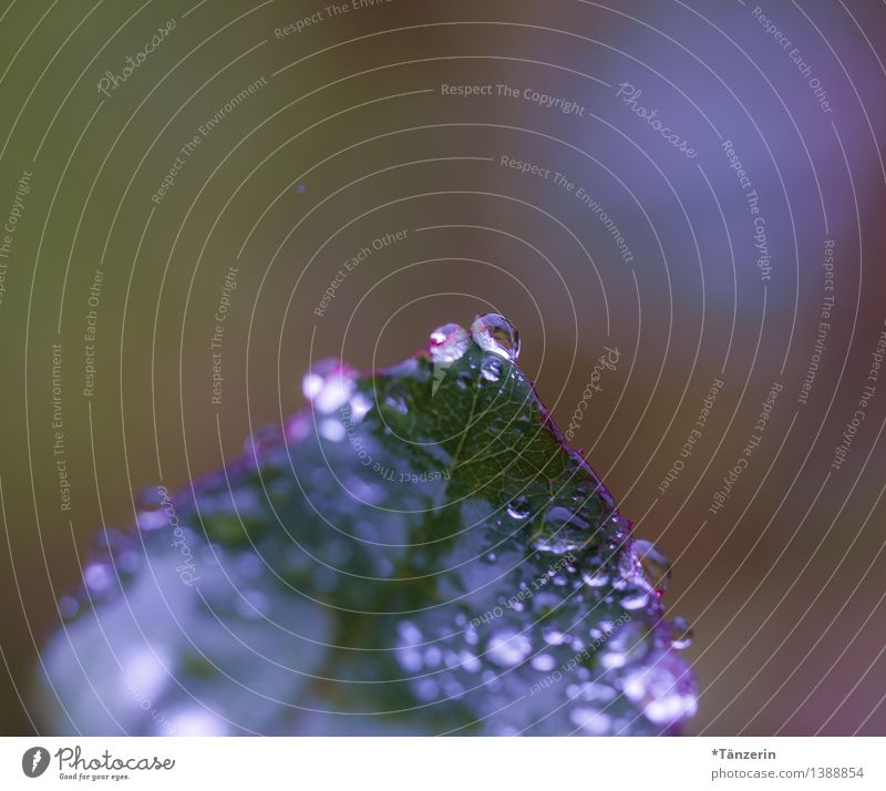 auf die Spitze getrieben Natur Pflanze Urelemente Wasser Wassertropfen Herbst schlechtes Wetter Regen Rose Blatt ästhetisch frisch nass schön grün violett