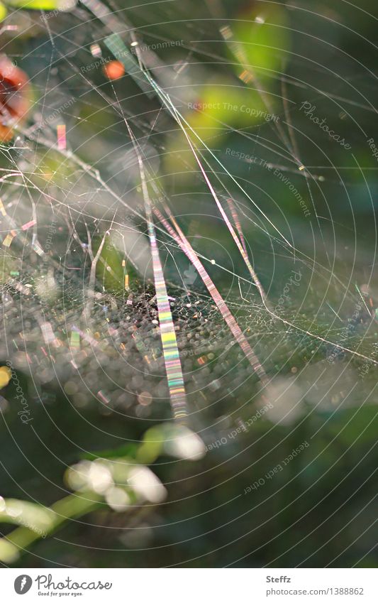 Lichtnetzwerk im Wald Spinnennetz Netz Netzwerk Vernetzung Netzbau Linien leicht Spinngewebe Spinnenfäden Fäden netzartig Querverbindung durcheinander abstrakt