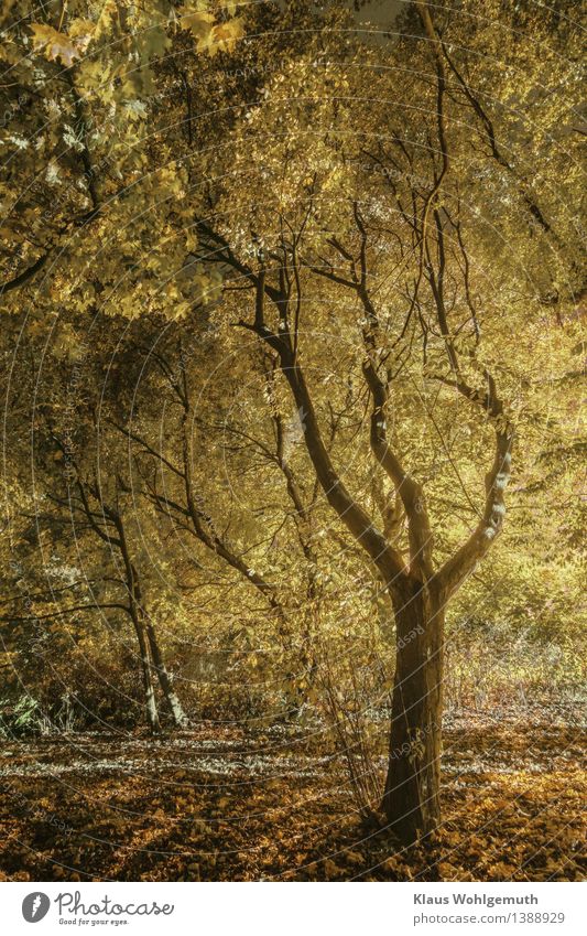 Herbst im Park Umwelt Natur Pflanze Baum leuchten stehen braun gelb gold grau Laubbaum Laubwald Herbstlaub Farbfoto Außenaufnahme Menschenleer Abend Nacht
