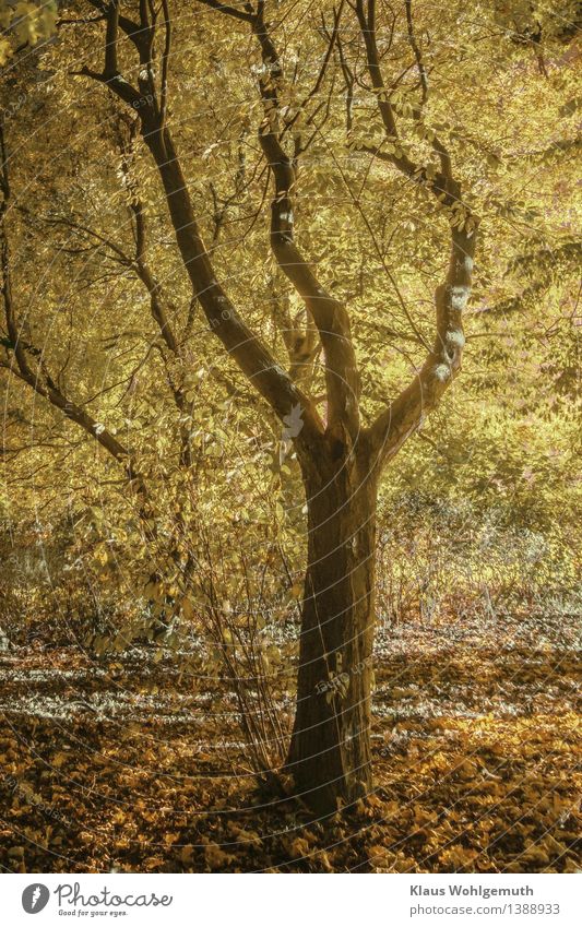 Tanzende Weißbuche Umwelt Natur Pflanze Herbst Baum Blatt Buche Park Wald leuchten stehen braun gelb gold grau Idylle Farbfoto Außenaufnahme Menschenleer Nacht