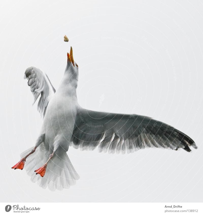 Schnappi Norwegen fangen Fressen kalt Meer Möwe Polarmeer weiß Vogel Feder Fjord fliegen hell Himmel wasservogel Ernährung