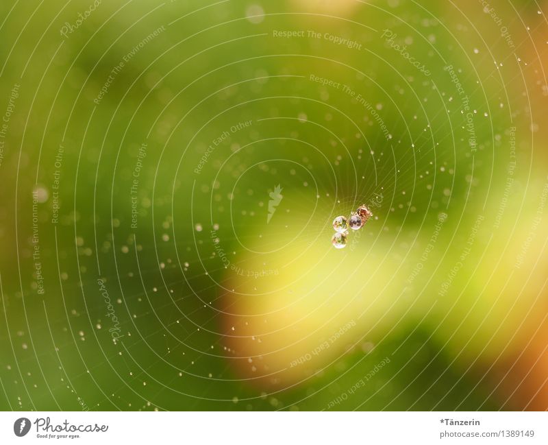 Perlen im Netz IV Umwelt Natur Urelemente Wassertropfen Tier Spinne 1 ästhetisch frisch nass natürlich positiv schön gelb grün Spinnennetz Tau Farbfoto