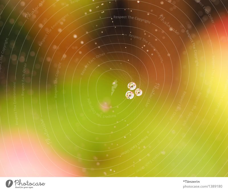 Perlen im Netz I Natur Wassertropfen Herbst Regen Garten ästhetisch nass schön Spinnennetz Tau Farbfoto Außenaufnahme Makroaufnahme Menschenleer Tag Licht