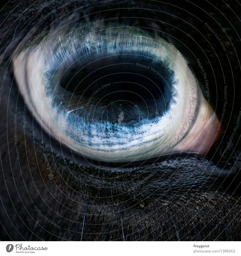 Another World Tier Pferd geheimnisvoll Auge Iris Makroaufnahme Farbfoto Außenaufnahme Detailaufnahme Tag Kontrast Starke Tiefenschärfe Blick in die Kamera