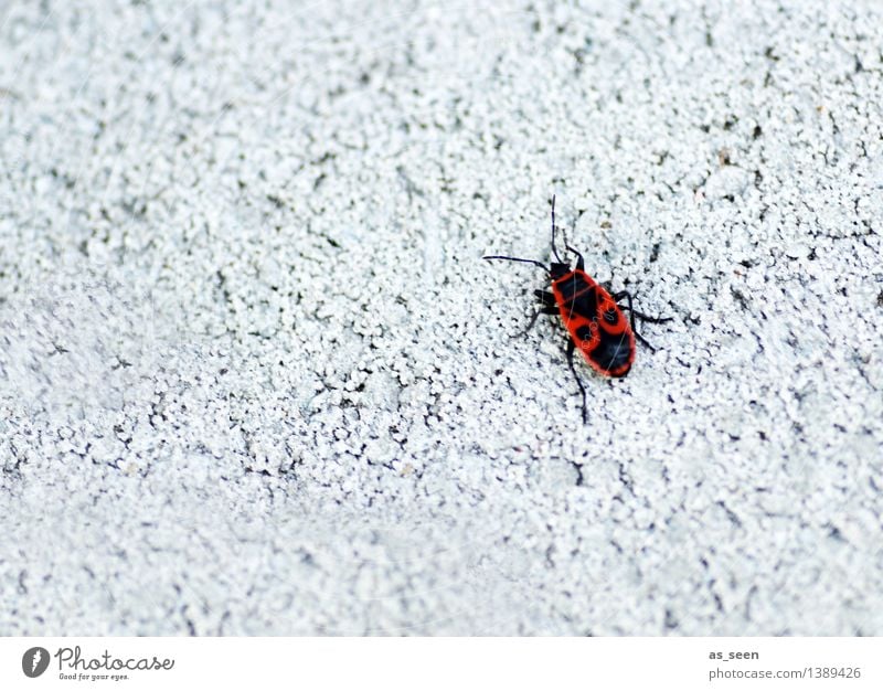 Feuerwanze Umwelt Natur Tier Mauer Wand Fassade Käfer Insekt Wanze 1 krabbeln hell klein rot schwarz weiß exotisch Farbe Wege & Pfade Muster Kontrast einsam