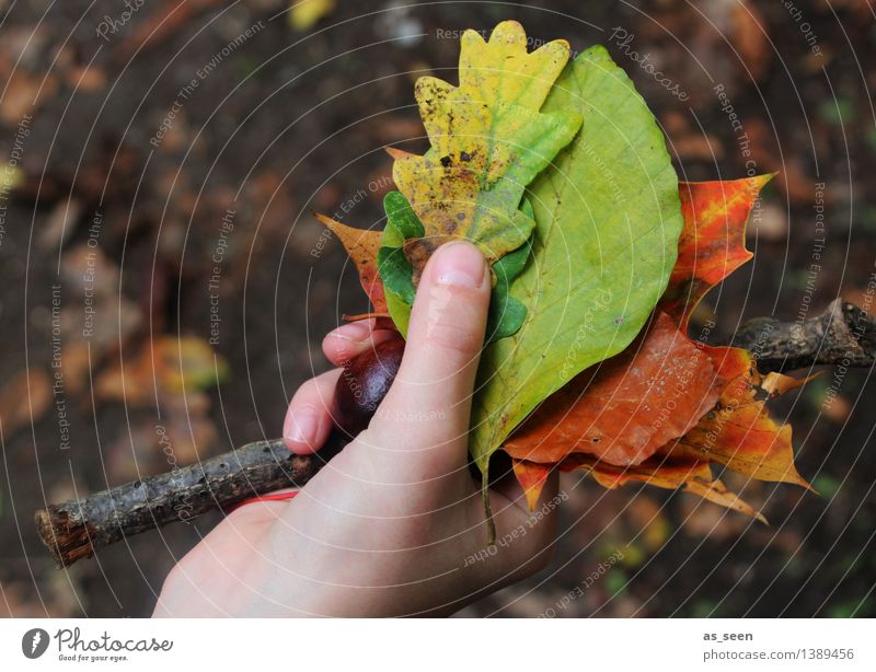 Fundstücke Ausflug Leben Hand Finger Umwelt Natur Pflanze Erde Herbst Blatt Herbstlaub Eichenblatt Buchenblatt Ast Kastanie Ahornblatt Garten Park alt