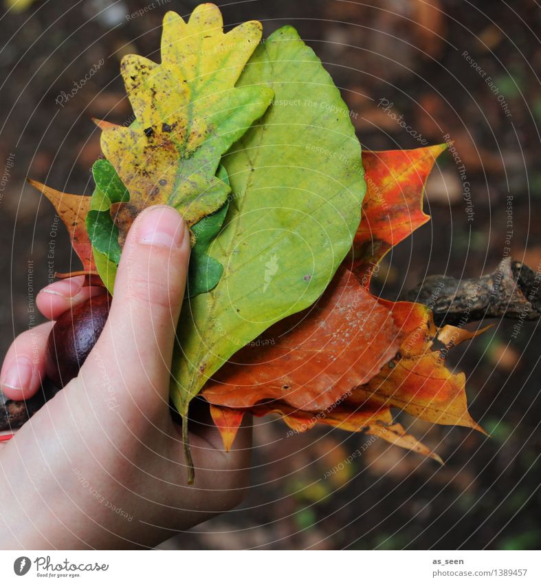 Herbstschätze Kindheit Leben Hand Finger Umwelt Natur Pflanze Erde Klima Blatt Eichenblatt Buchenblatt Ahornblatt Kastanie Ast Park Wald festhalten leuchten