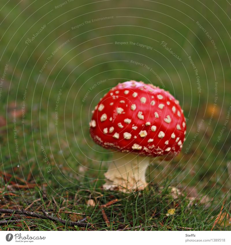 ein Rotkäppchen Fliegenpilz Pilz roter Pilz Glücksbringer roter Pilzhut giftiger Pilz Jahreszeiten Amanita muscaria Waldboden Waldlichtung Waldwiese Herbstwald