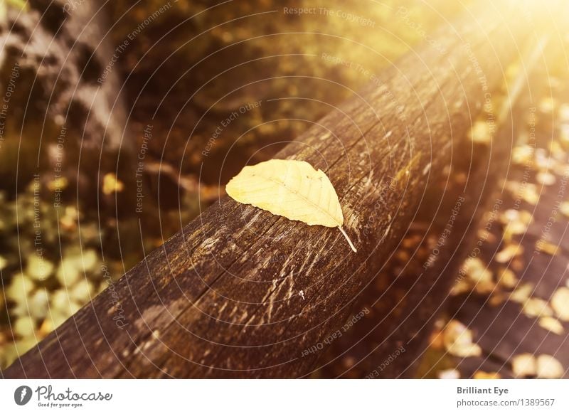 Herbstlich gebettet Ausflug Ferne wandern Natur Pflanze Baum Blatt Park Wald liegen authentisch einfach Wärme weich gelb gold Stimmung Geborgenheit Farbe