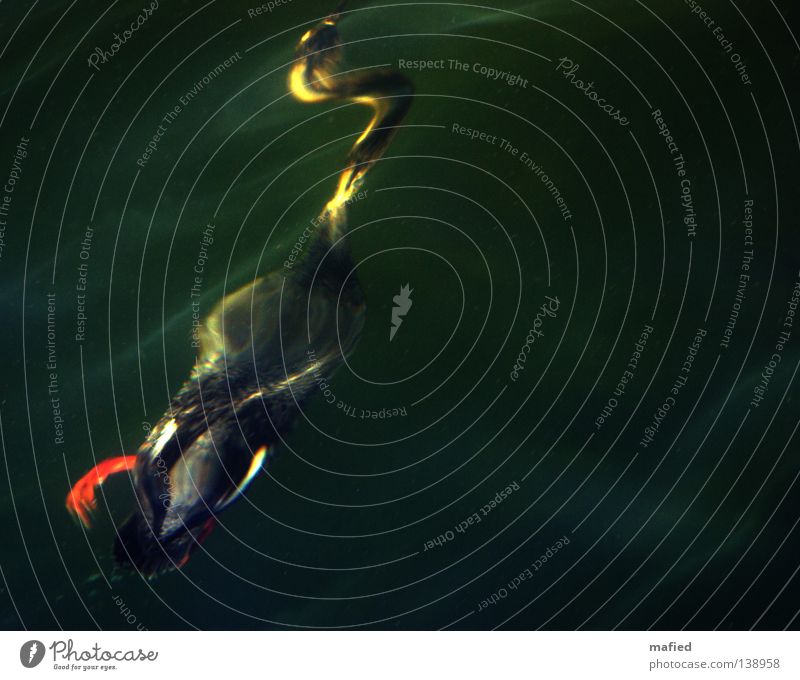 Submarine Lebensform Unterwasseraufnahme tauchen Meer Vogel Krebstier Wurm Feder grau grün schwarz Wellen Lichtbrechung tief mittelsäger mergus serrator Fisch