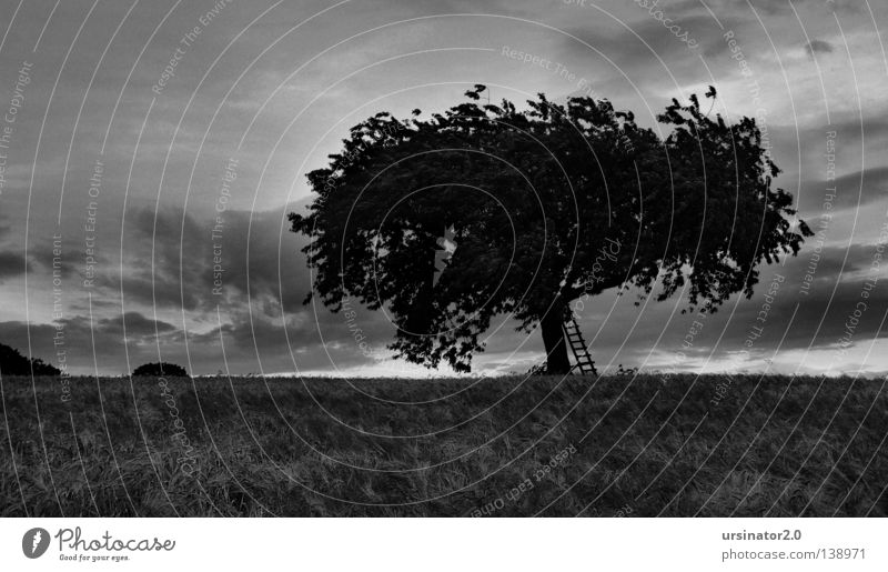 Der Baum 9 (am Abend vor dem großen Regen) Ast Blatt Zweig Feld Getreide Feldfrüchte Weizen Kirsche Leiter Hochsitz Pflug Landwirtschaft Sommer Leben Ferne