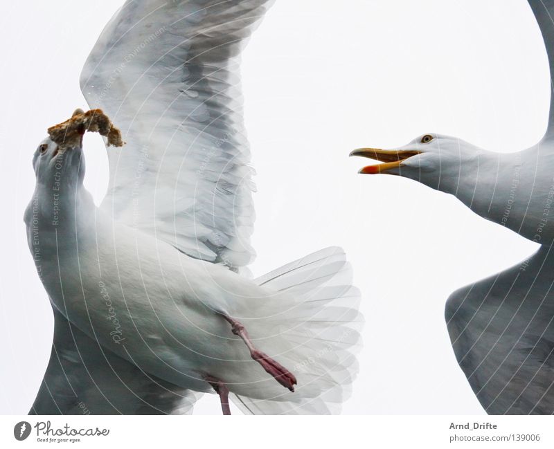 Meins! Norwegen fangen Fressen kalt kämpfen Meer Möwe Polarmeer weiß Vogel Feder Fjord fliegen hell Himmel wasservogel