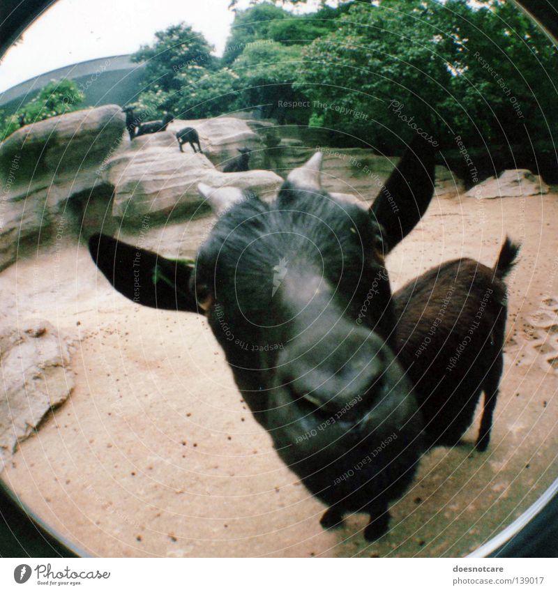 berta, the nanny-goat. Tier Haustier schwarz Ziegen Horn Säugetier Lomografie Weitwinkel Fischauge Ziegenbock Stall auslaufen Blick Blick in die Kamera
