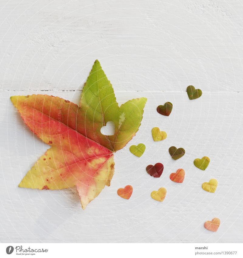 Herbstliebe III Natur Pflanze Blatt Gefühle Stimmung herzlich Herz Ahorn Garten Verliebtheit Liebe herbstlich Jahreszeiten Stillleben mehrfarbig Farbfoto
