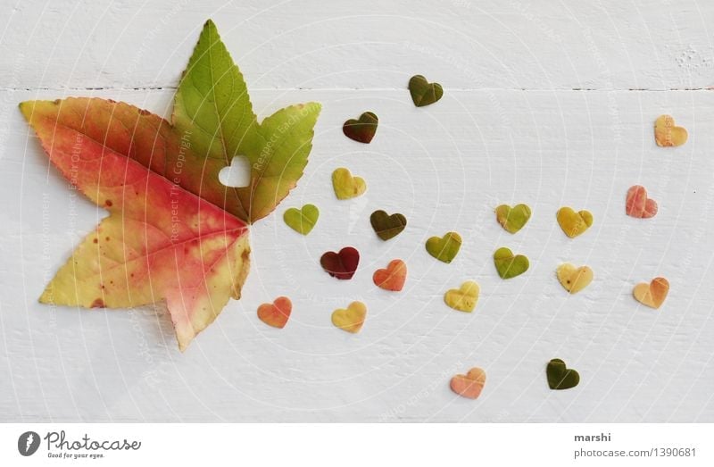 Herbstliebe II Natur Pflanze Baum Blatt Gefühle Stimmung Herz herzlich Liebe Ahorn mehrfarbig herbstlich herzförmig Farbfoto Innenaufnahme Studioaufnahme