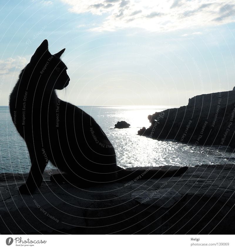 schwarze Katzen sitzt im Gegenlicht auf einer Mauer Gedeckte Farben Außenaufnahme Textfreiraum oben Morgen Morgendämmerung Licht Schatten Silhouette Tierporträt