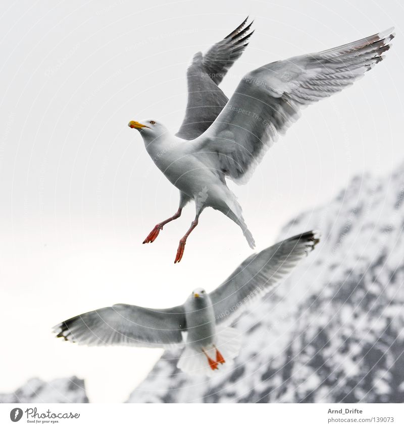 Kollegen Norwegen kalt Meer Möwe Polarmeer weiß Vogel Berge u. Gebirge Eis Feder Fjord fliegen hell Himmel Schnee wasservogel