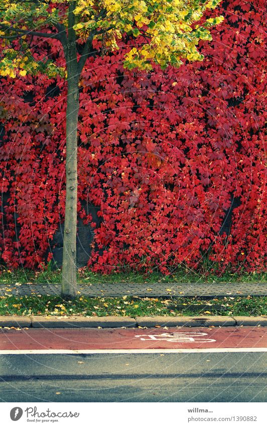 herbsttriathlon Herbst Baum Wilder Wein Jungfernrebe Kletterpflanzen Linde Herbstfärbung Fahrradweg Fußweg Fahrbahn gelb rot Farbfoto Außenaufnahme Menschenleer