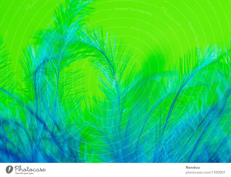 Kuschelzeit Feder ästhetisch weich blau grün Geborgenheit Kuscheln angenehm Flaum Dekoration & Verzierung Farbfoto mehrfarbig Detailaufnahme Makroaufnahme