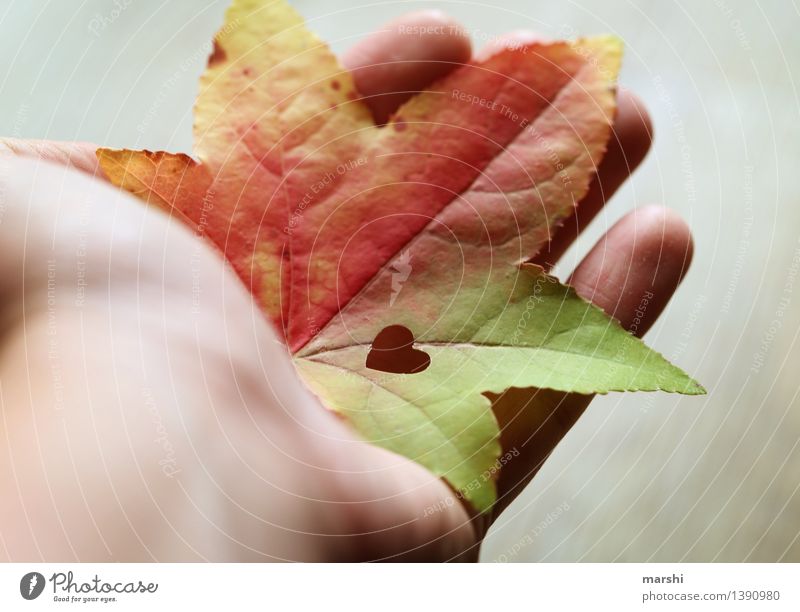 eine Hand voll Herbst Natur Pflanze Blatt Stimmung Ahorn herbstlich Herz herzlich Liebe schön Farbfoto mehrfarbig Außenaufnahme Nahaufnahme Detailaufnahme