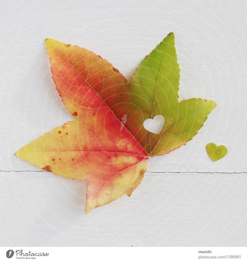 Herbstliebe Natur Pflanze Blatt Gefühle Stimmung herbstlich Ahorn Herz Verliebtheit Liebe Jahreszeiten mehrfarbig Farbfoto Innenaufnahme Studioaufnahme