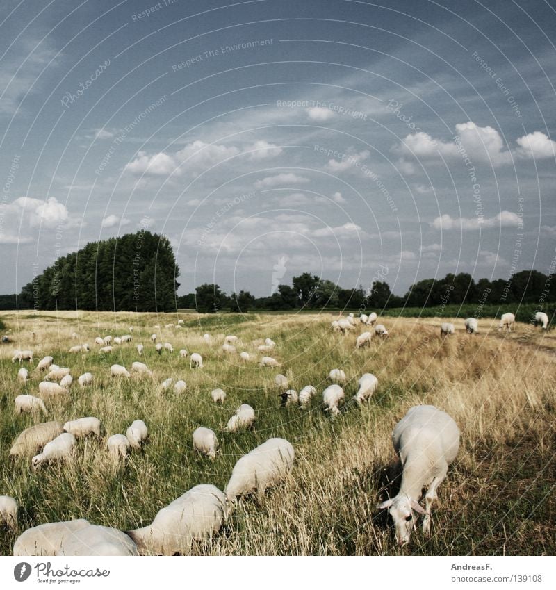 sheep sheep Idylle Landwirtschaft Tier Tierzucht mehrere Zusammenhalt Schaf Schafherde Schäfer Sommer Wiese Gras Wolle Rasenmäher Säugetier Amerika Landschaft