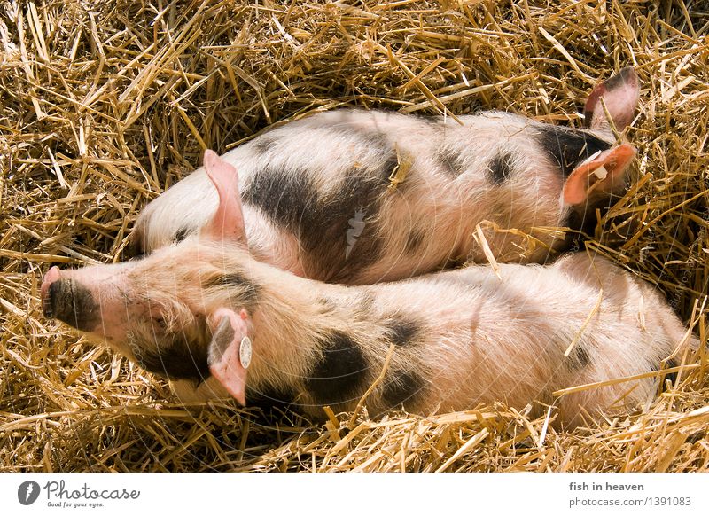 Bunte Bentheimer Ferkel im Stroh Landwirtschaft Forstwirtschaft Natur Tier Schwein 2 Tierjunges Wachstum Tierliebe Verantwortung Farbfoto Außenaufnahme