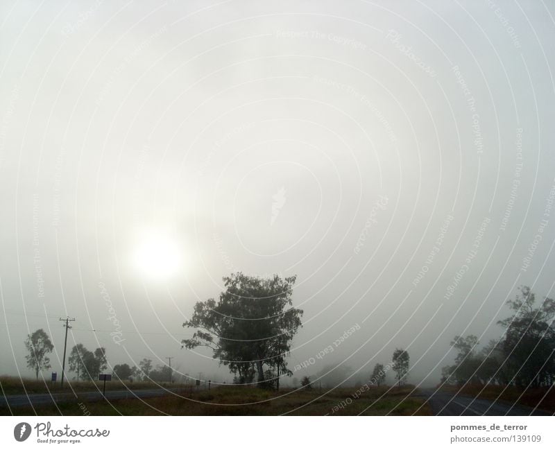 morgens in rockhampton Nebel ruhig Australien Pastellton Morgen Idylle Landschaft