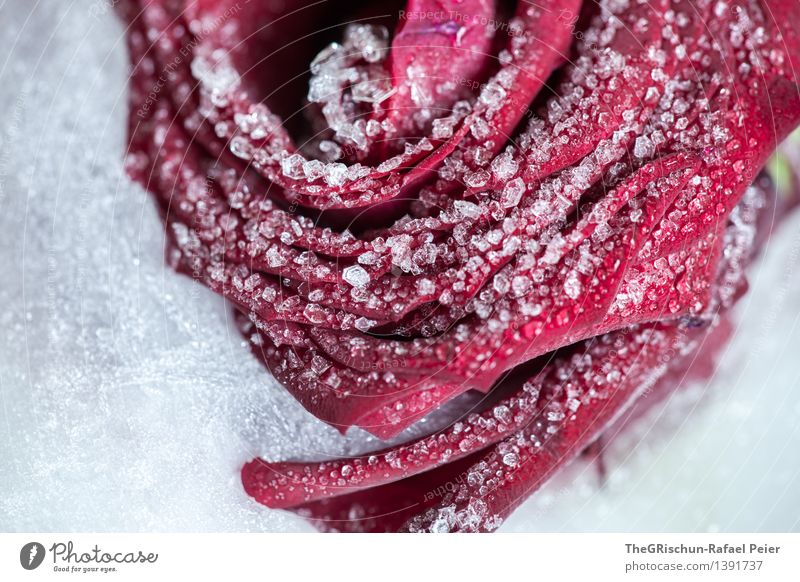 Frozen Umwelt Natur Pflanze rot schwarz weiß gefroren Gefühle erloschen Eis kalt Gefühlskälte Schnee Rose Liebe Herz Blume Rosenblätter Farbfoto Innenaufnahme