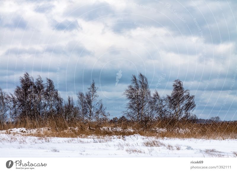 Bäume im Winter Ferien & Urlaub & Reisen Natur Landschaft Wolken Klima Schnee Baum Küste kalt ruhig Vorpommersche Boddenlandschaft Schilfrohr