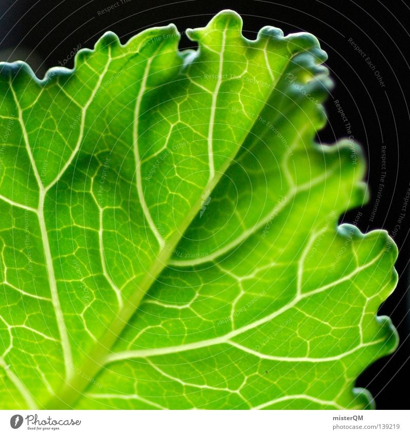 Kohlrabiblatt im Gegenlicht. Blatt Gefäße Gemüse Küche Ernährung Gartenbau Natur Aussaat Ackerbau Deutschland Landwirtschaft schwarz Makroaufnahme frisch zart