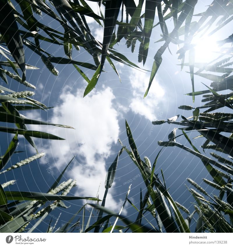 LICHTSCHEIN II Wolken unten Gras Weizen grün Biologie organisch Pflanze ökologisch Elektrizität alternativ Sommer frisch Physik ruhig Langeweile Sonnenstrahlen
