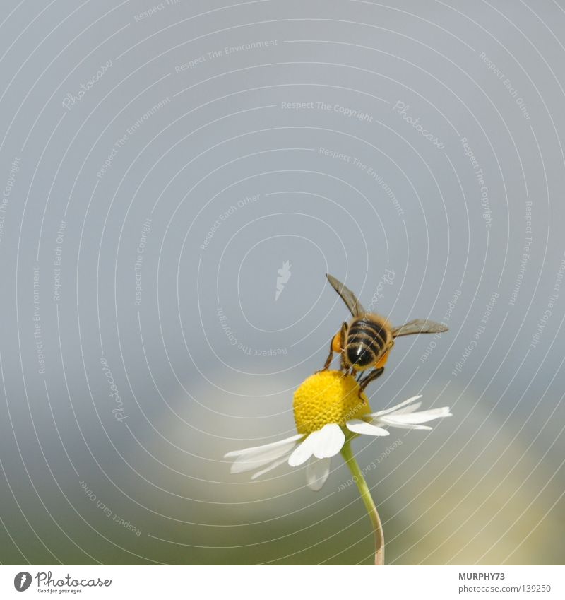 Du kannst mich Mal... (Gedanken einer Biene beim Fotoshooting) Blume Honigbiene Kamille Kamillenblüten Blüte Staubfäden Tier Insekt Fluginsekt gelb schwarz weiß